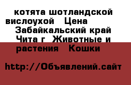 котята шотландской вислоухой › Цена ­ 10 000 - Забайкальский край, Чита г. Животные и растения » Кошки   